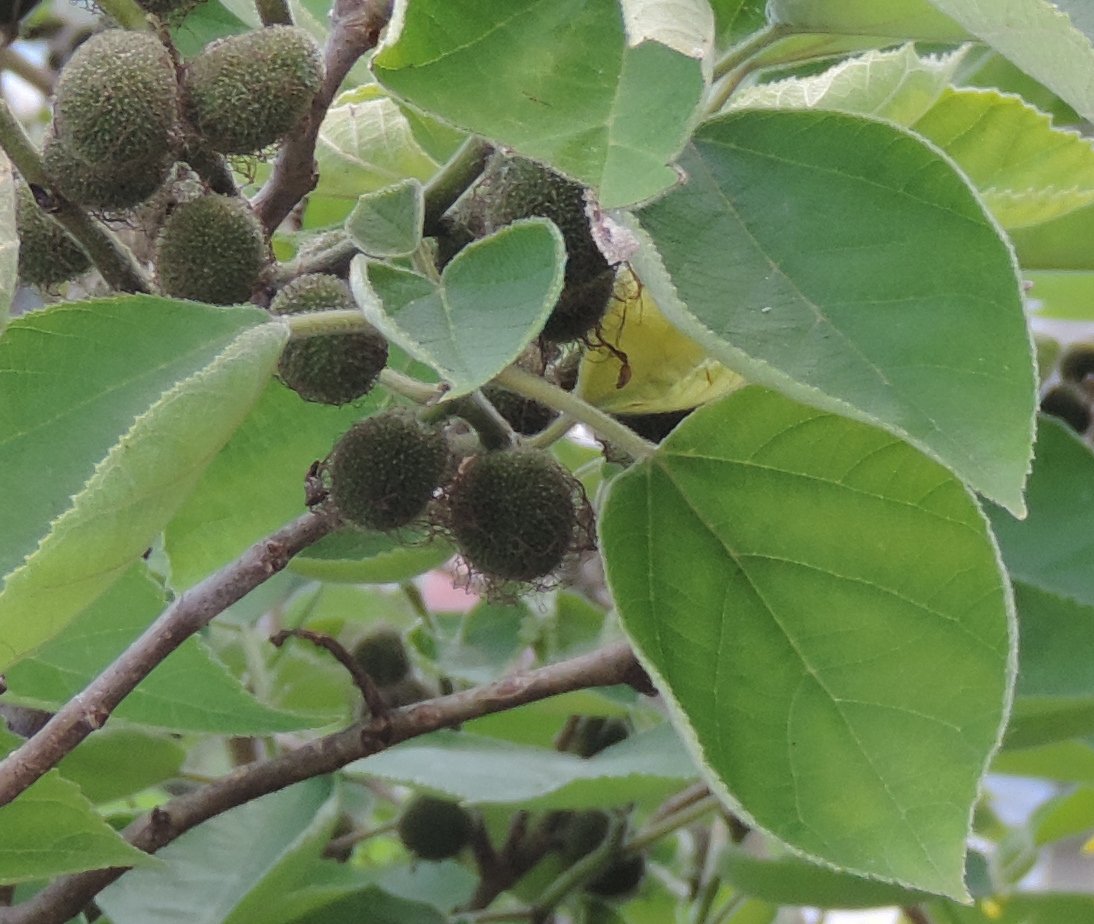 Che albero? Broussonetia papyrifera (Moraceae) - Esemplare femminile